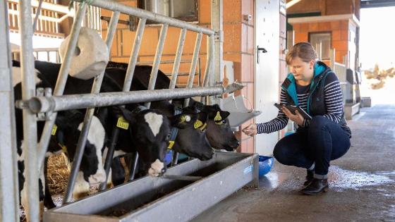 Eine Frau kniet mit einem Tablet neben Kühen im Kuhstall.