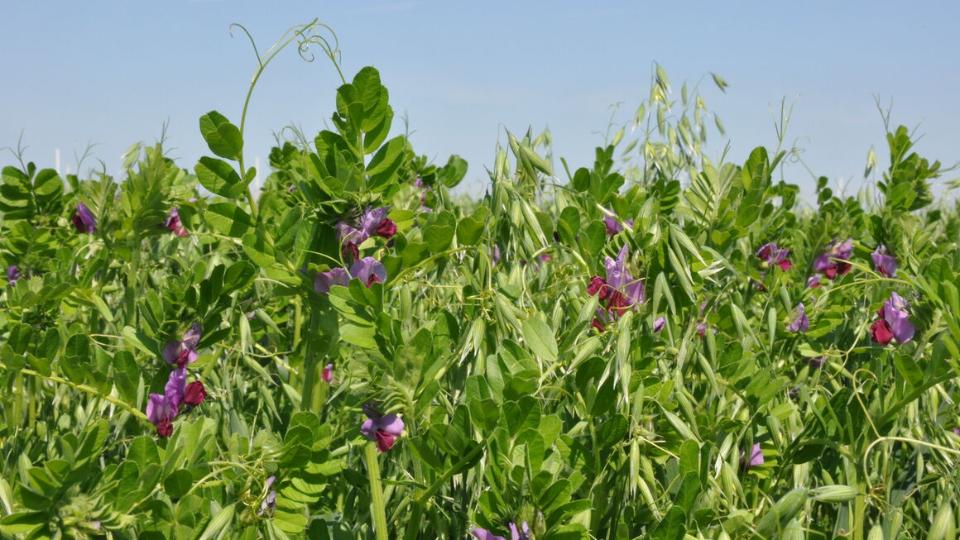 Nahaufnahme eines Wicke-Hafer-Gemengeanbaus mit den blauen Blüten der Wicke