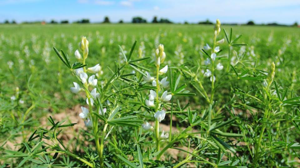 Lupinenanbau