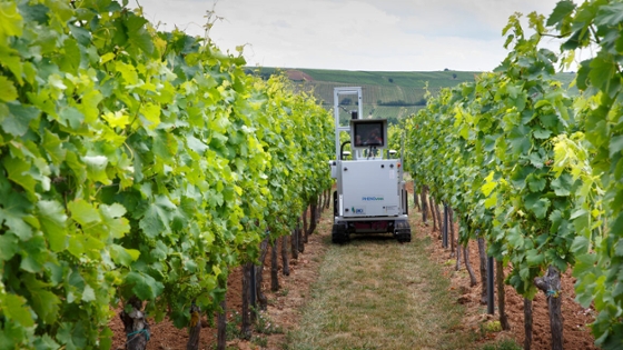 Ein Roboter fährt durch einen Weinberg