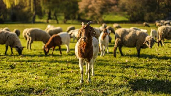 Eine Ziege im Vordergrund, Ziegen und Schafe im Hintergrund