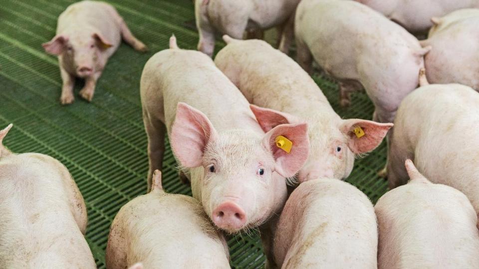 Schweine im Stall auf Spaltenboden