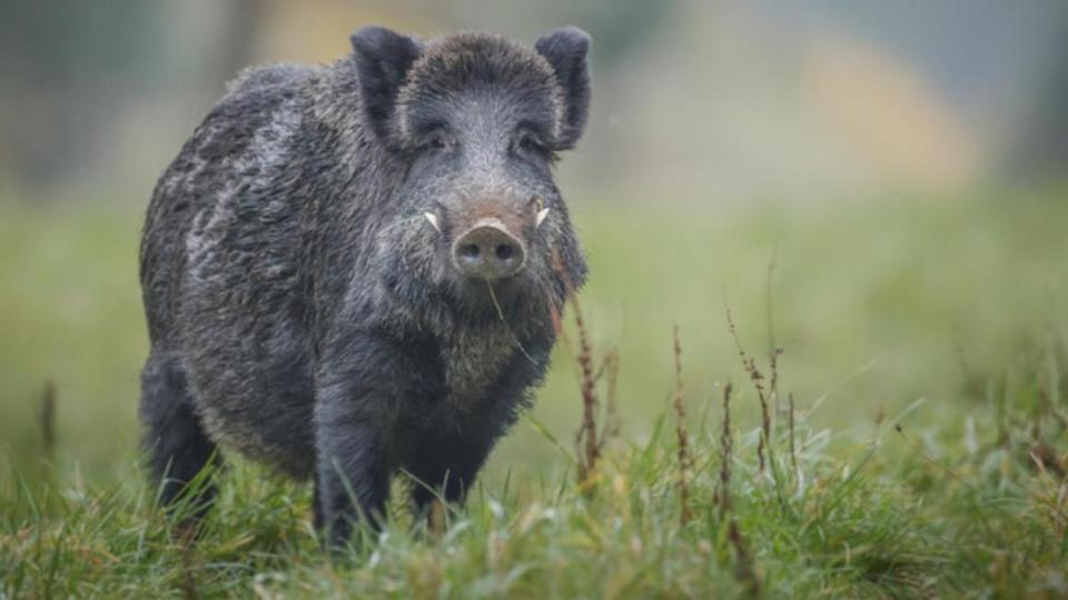 Wildschwein steht im Gras